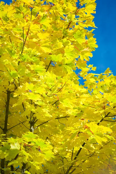 Tle liści jesienią — Zdjęcie stockowe