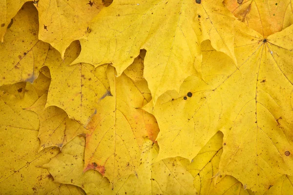 Background of dry dirty yellow autumn le — Stock Photo, Image