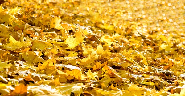 Háttér, a bukott őszi lombozat — Stock Fotó