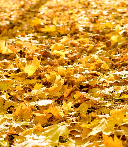 落とされた葉の背景 — ストック写真