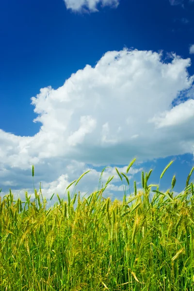 Achtergrond van tarwe en hemel — Stockfoto