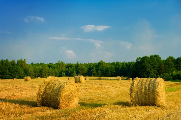 Bale of straw on a field — Stock Photo, Image