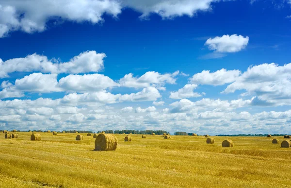 Fardos de palha em um campo de trigo — Fotografia de Stock