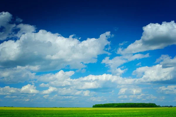 Bellezza campo estivo con cielo blu — Foto Stock