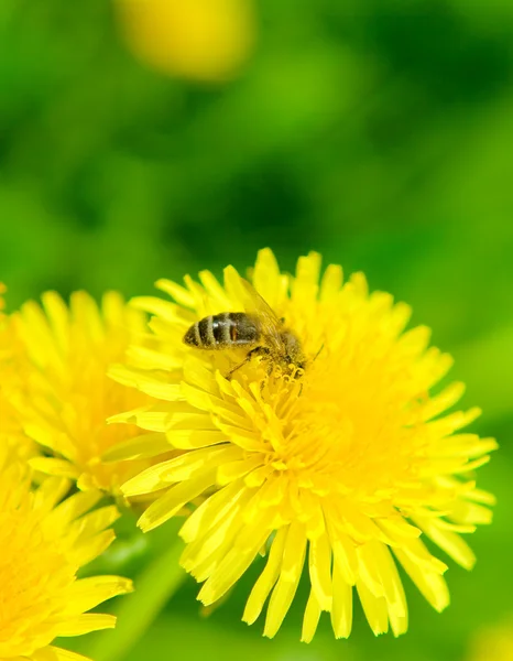 stock image Bee and dandelion