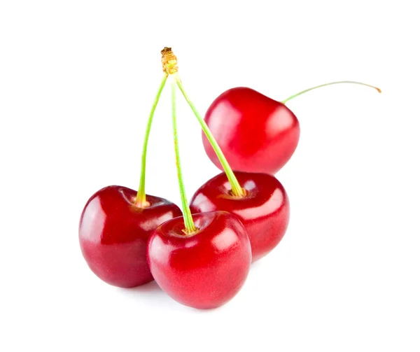Berries of a cherry — Stok Foto