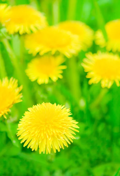 Blurry dandelions close up — Stock Photo, Image