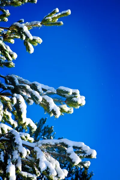 Branches of a pine — Stock Photo, Image