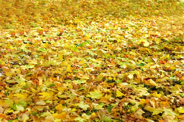 Яркие опавшие листья — стоковое фото