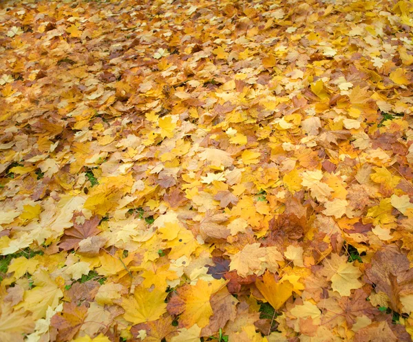 Tappeto di autunno fogliame caduto — Foto Stock