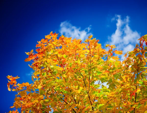 Primo piano fogliame giallo autunno — Foto Stock