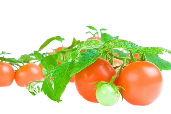 Composição de tomate e folhas de toma — Fotografia de Stock