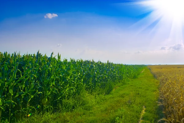 Pole pszenicy i kukurydzy — Zdjęcie stockowe