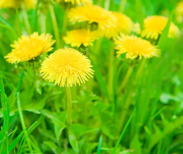 Yellow dandelions — Stock Photo, Image