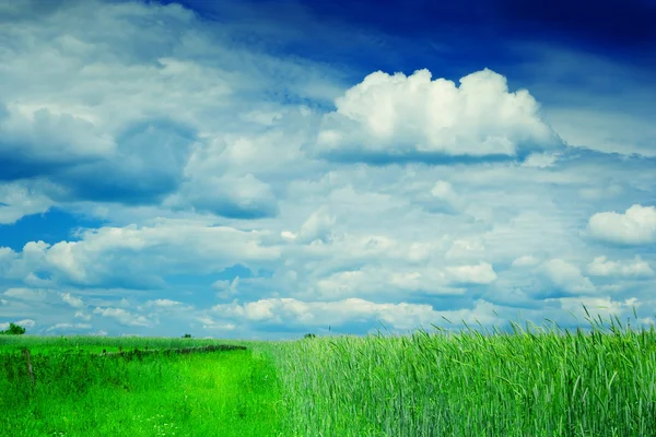 Campo e céu nublado — Fotografia de Stock