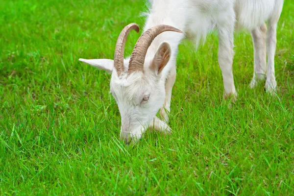 Eating goat — Stock Photo, Image