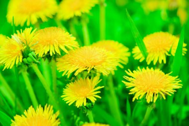 Dandelions clipart