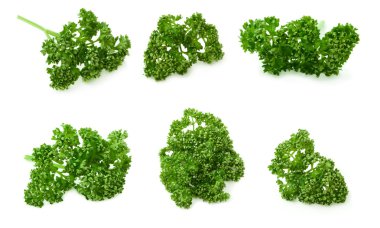 Parsley clipart