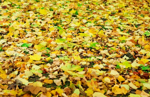 stock image Capet of fallen autumn foliage