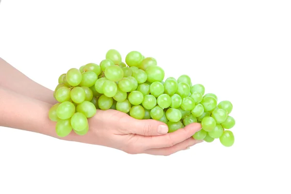 Cluster van druiven op handen — Stockfoto