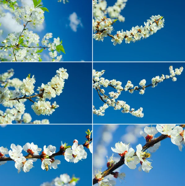 Stock image Branches blossoming