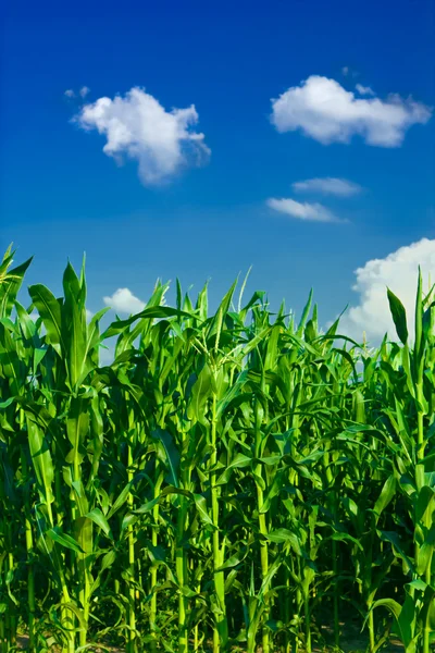玉米和天空 — 图库照片
