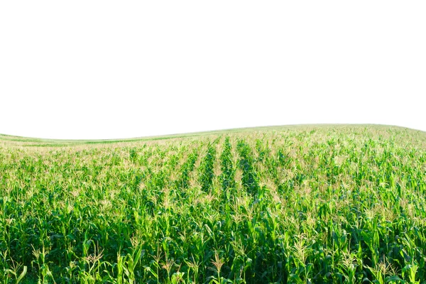 Corn field with Hill — Stockfoto