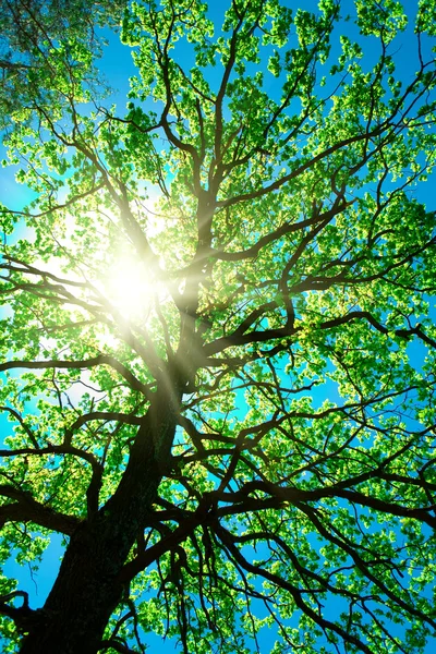 A fa egy sky absztrakt Crone — Stock Fotó
