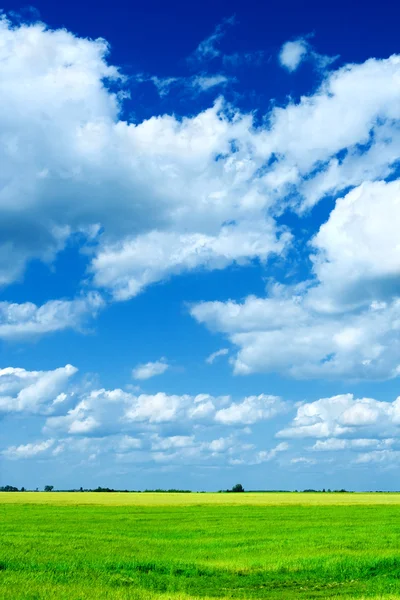 Поле и облачное небо — стоковое фото