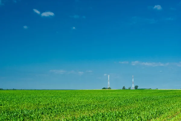 Польова кукурудза і дві вежі — стокове фото