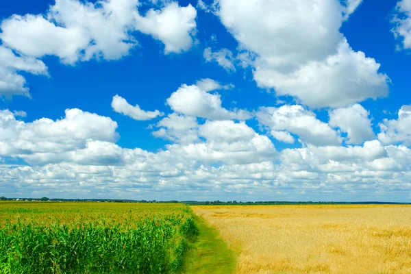 Pole kukuřice a pšenice — Stock fotografie
