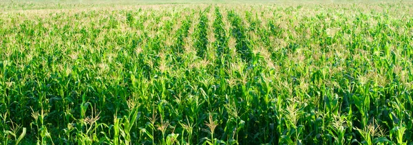 Fältet majs på nära håll — Stockfoto