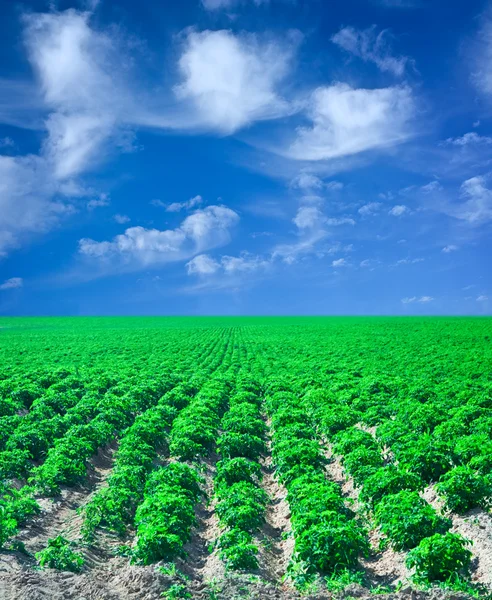 Campo de batata com céu azul — Fotografia de Stock