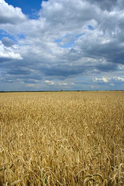 Pole pszenicy dojrzałe i dramatyczne niebo — Zdjęcie stockowe