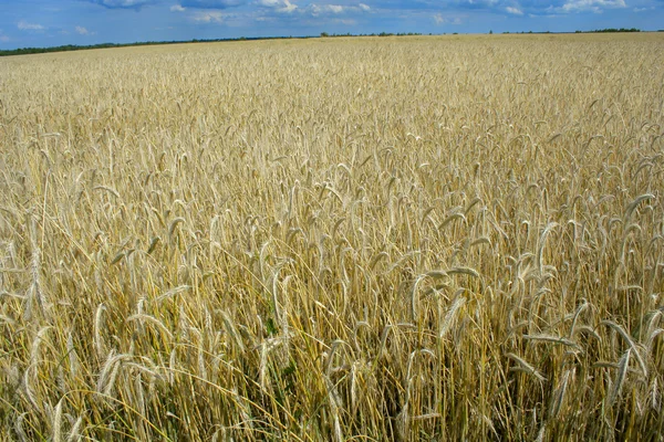 Поле стиглої пшениці — стокове фото