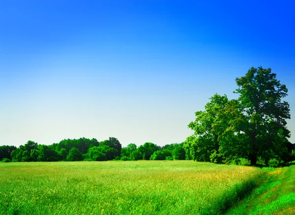 Field with forest — Stock Photo, Image