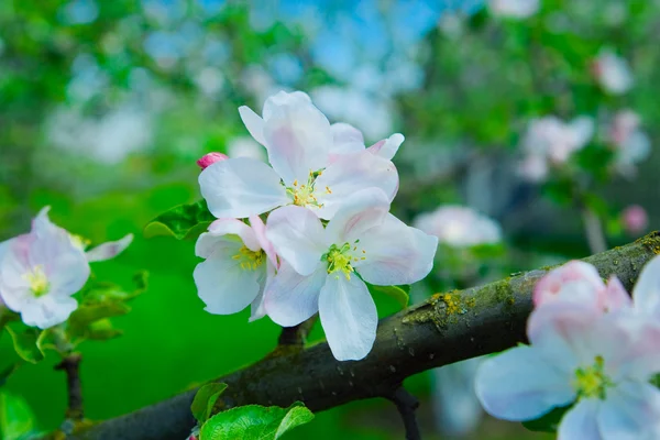 Bloemen van appelboom op een tak — Stockfoto