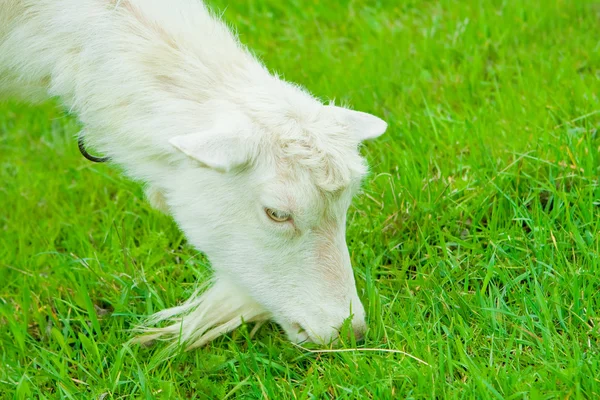 Mangiare capra da vicino — Foto Stock