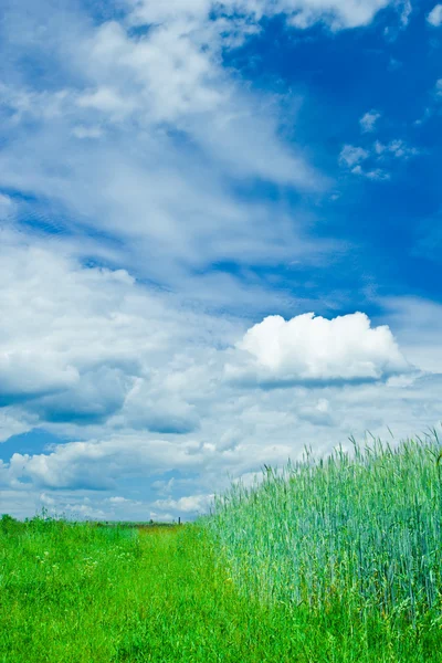 Grönt fält - landskap — Stockfoto