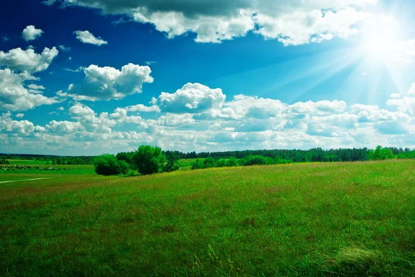 Grüne Wiese mit blauem Himmel und Sonne — Stockfoto