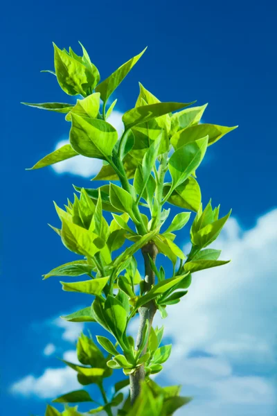 Groene blad branch — Stockfoto