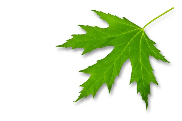 Green leaf of maple isolated on a white — Stock Photo, Image
