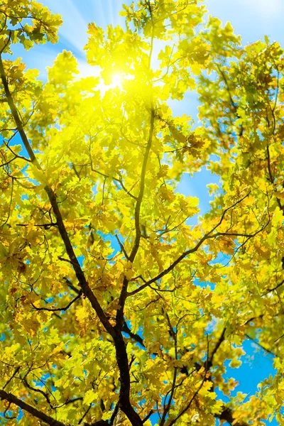 Idyllique image crone d'un chêne d'automne et — Photo