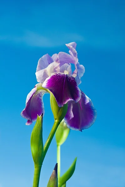 stock image Iris