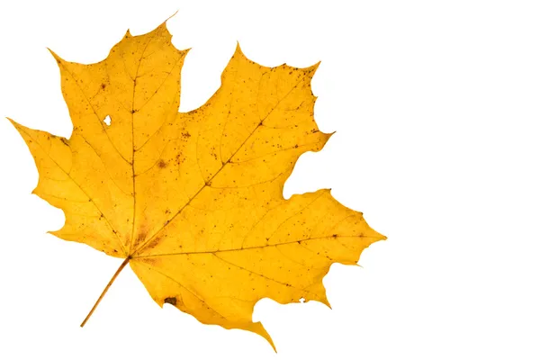 Leaf isolated on a wihite background — Stock Photo, Image