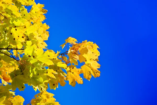 青色の背景にメープルの枝 — ストック写真