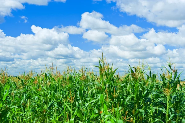 Sky and corn — Stock Photo, Image