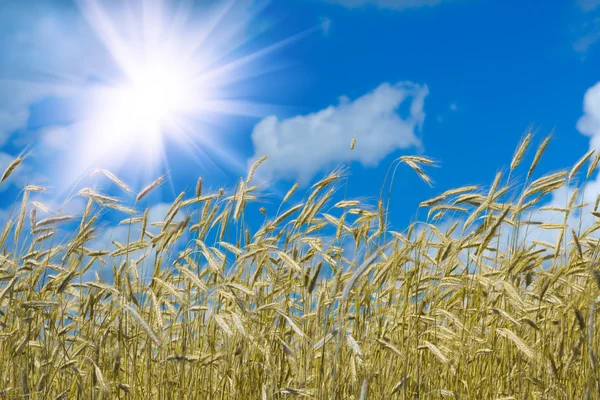 Güneş buğday — Stok fotoğraf