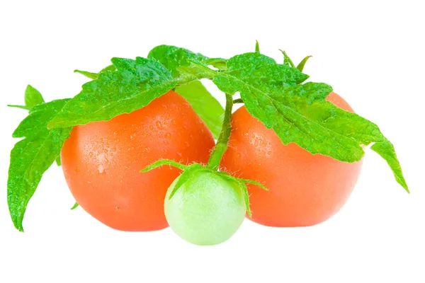 Tomat med bladverk isolerad på vit — Stockfoto