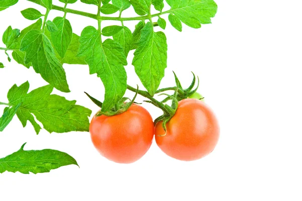 Dos tomates con foliahe de tomate — Foto de Stock